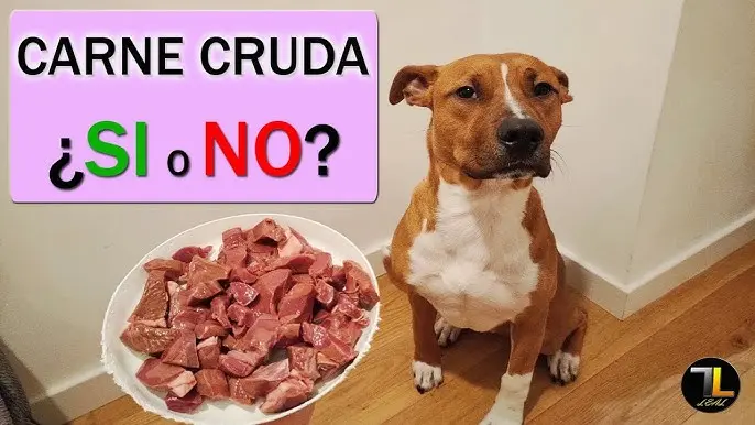 Cómo darle cerdo a un perro - Cómo darle cerdo a un perro carne de cerdo cocida para perros - Cómo darle cerdo a un perro