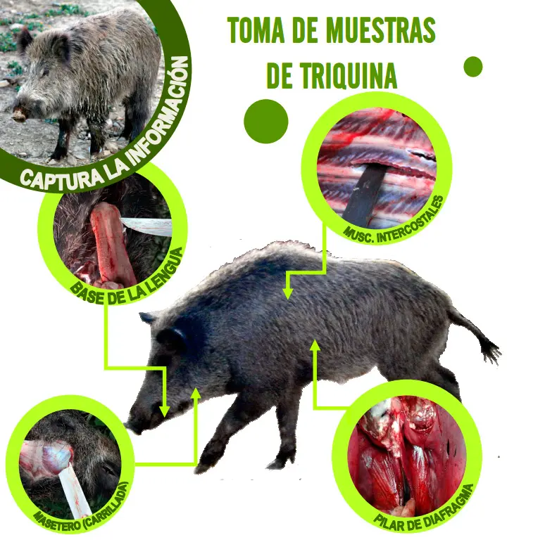 como eliminar la triquina de la carne - Cómo eliminar la triquina de la carne de llama