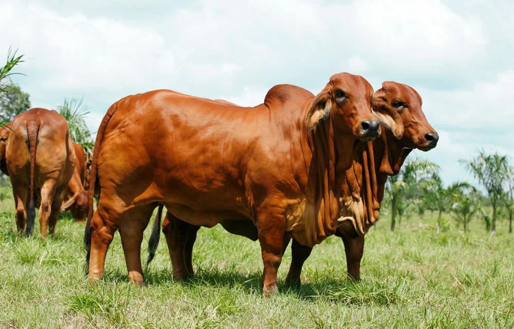 carne de brahman - Cómo es la carne de Brahman