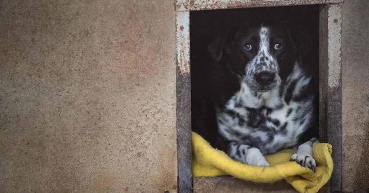 belmonte carne de perro - Cómo identificar si la carne es de perro