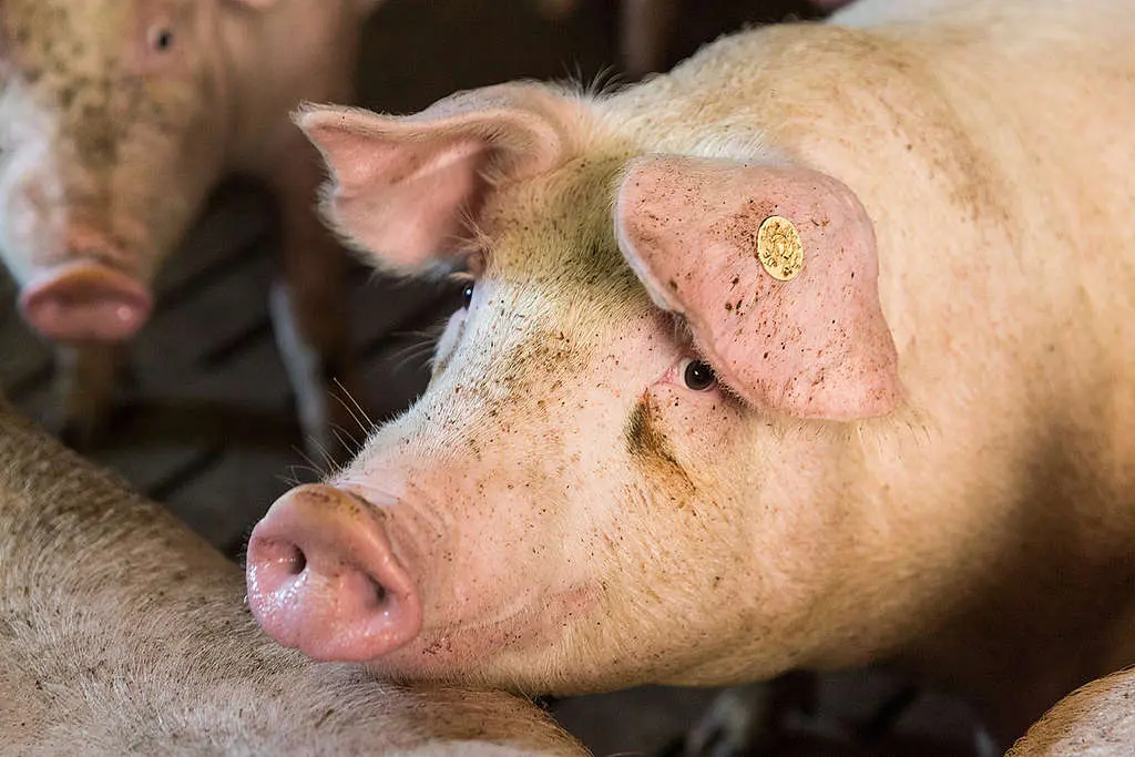 de donde proviene la carne - Cómo sabemos el país de origen de un producto cárnico