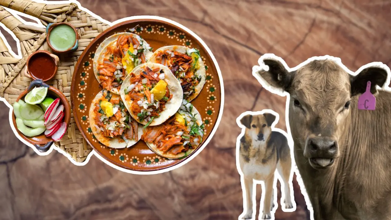 belmonte carne de perro - Cómo saber si te venden carne de perro