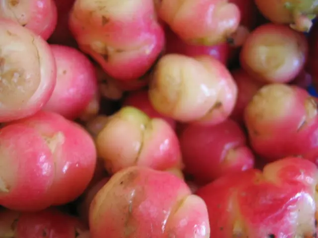 carne de oca precio - Cómo se llama la oca