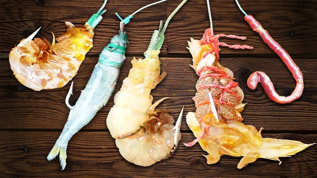 se usa como carnada para la pesca - Cómo se llama lo que se usa para pescar