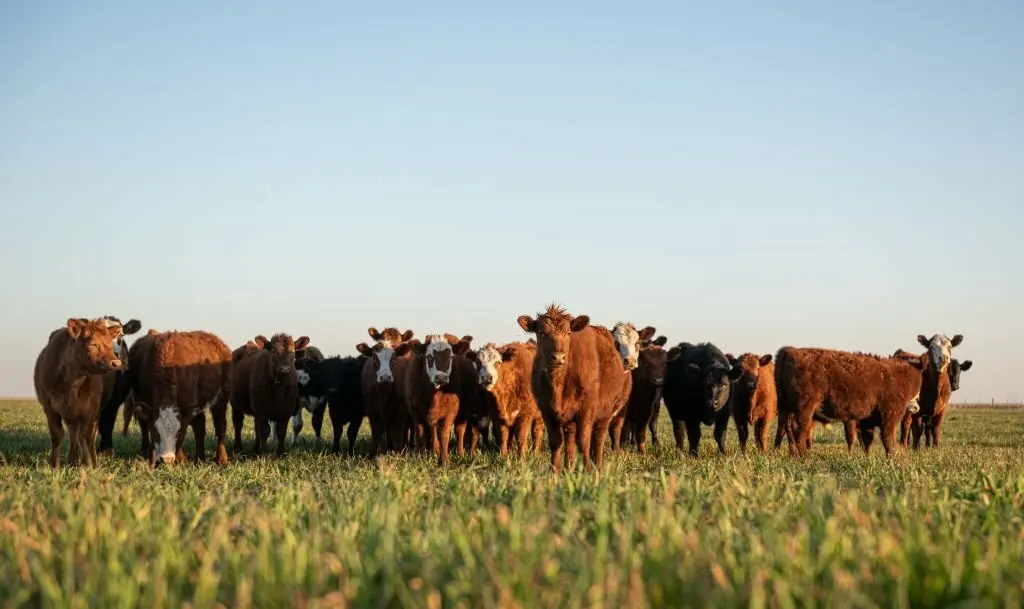 razas de vacas de carne más rentables - Cuál es el mejor ganado para engorda