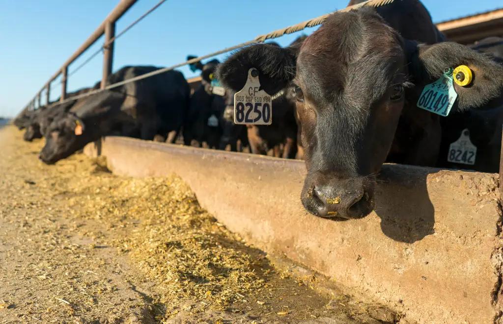 ¿Es rentable criar vacas de carne? - Cuál es el negocio más rentable en la ganadería es rentable criar vacas de carne - Cuál es el negocio más rentable en la ganadería