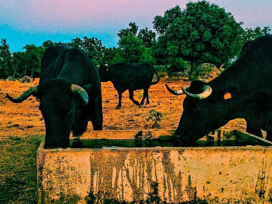 Carnicería y Ganadería Propia: Una opción saludable y sostenible - Cuáles son las actividades relacionadas con la ganadería carniceria y ganaderia propia - Cuáles son las actividades relacionadas con la ganadería