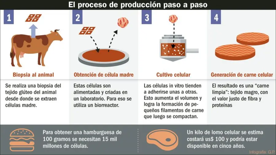 etapas de la carne - Cuáles son las etapas de la cadena productiva de la carne