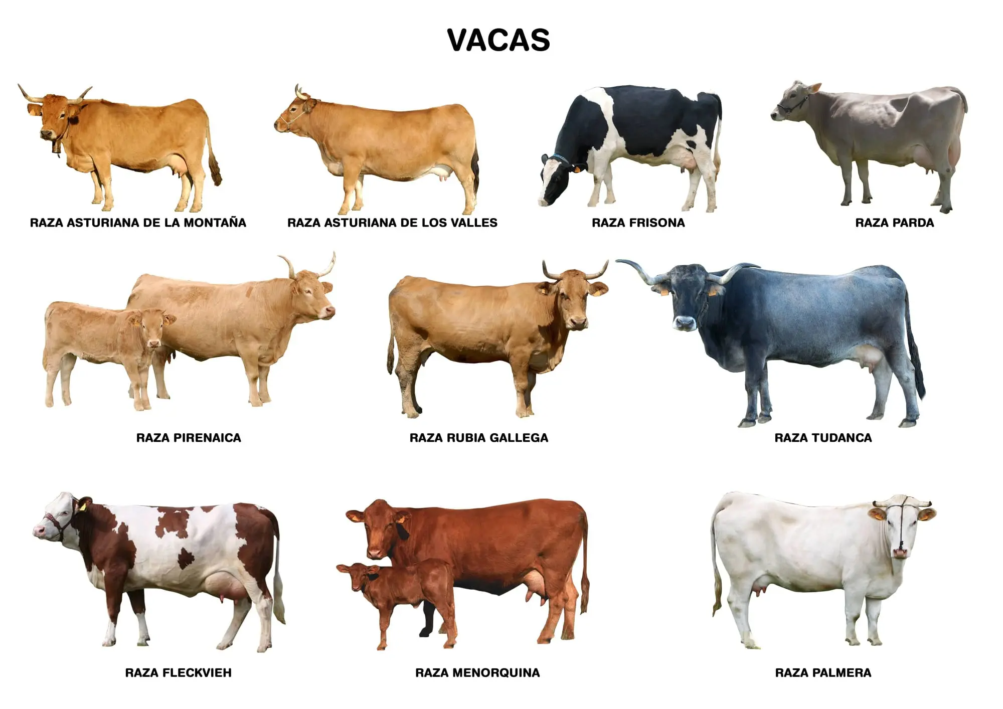Cuáles son las razas bovinas de carne - Cuáles son las razas bovinas de carne raza bovina de carne - Cuáles son las razas bovinas de carne