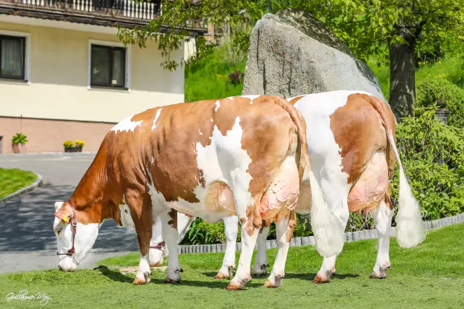 ganado de carne y leche - Cuáles son las razas de doble propósito