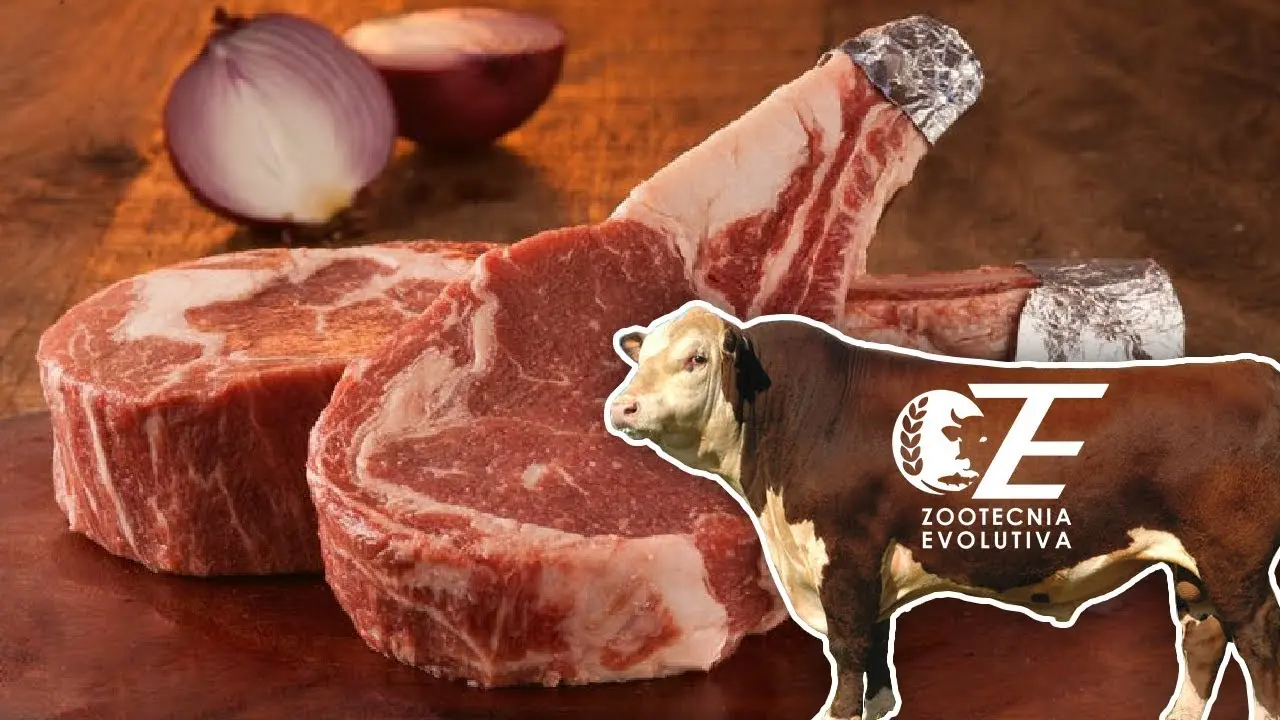 bovinos de carne - Cuáles son los bovinos de carne