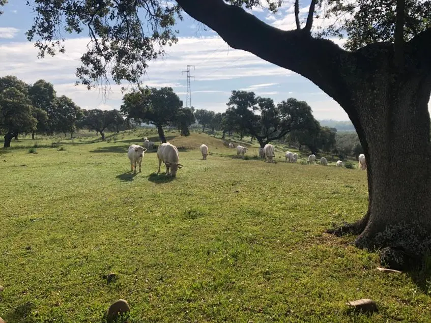 cuando llegan las ayudas al vacuno de carne - Cuándo se cobran las ayudas de la sequia