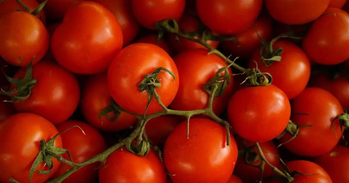 Cuántas calorías tiene un plato de carne con tomate - Cuántas calorías tiene el tomate de carne calorias carne con tomate - Cuántas calorías tiene el tomate de carne