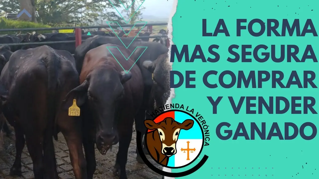 compra de vacas de carne - Cuántas vacas nodrizas hay en España