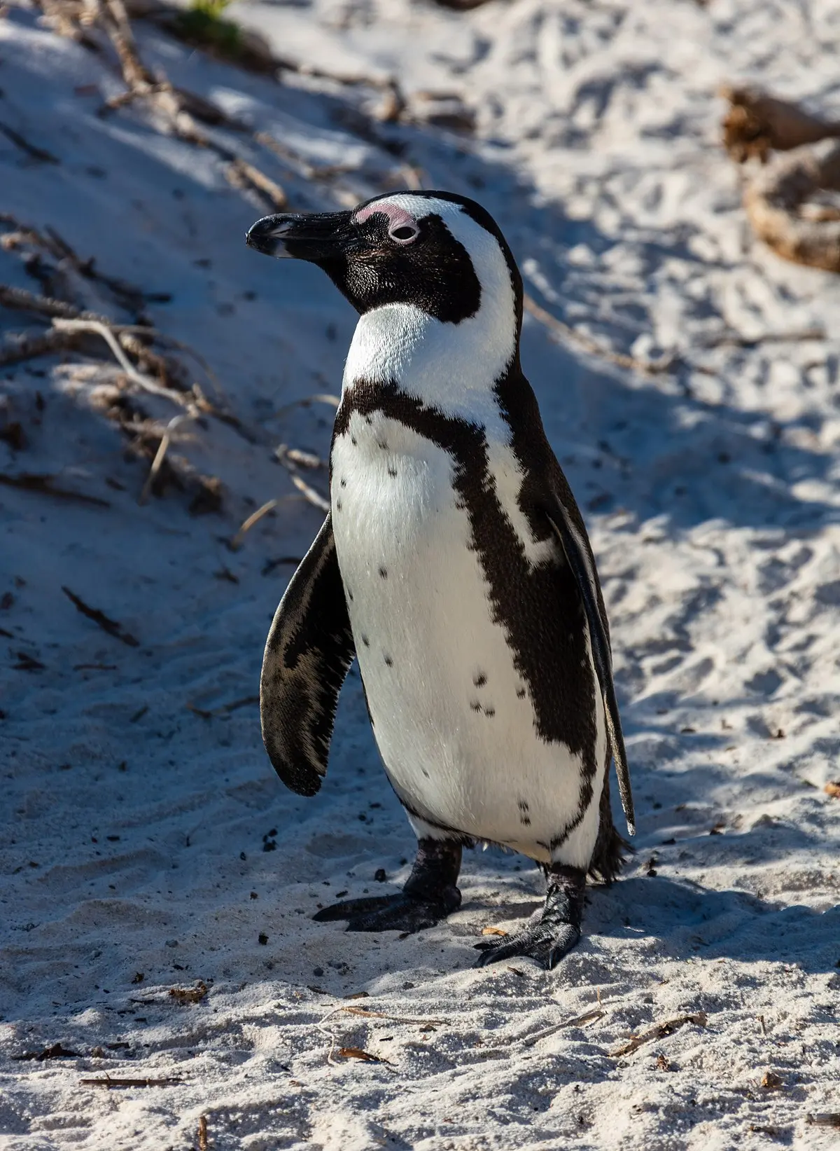 a qué sabe la carne de pingüino - Cuánto comen los pingüinos al día