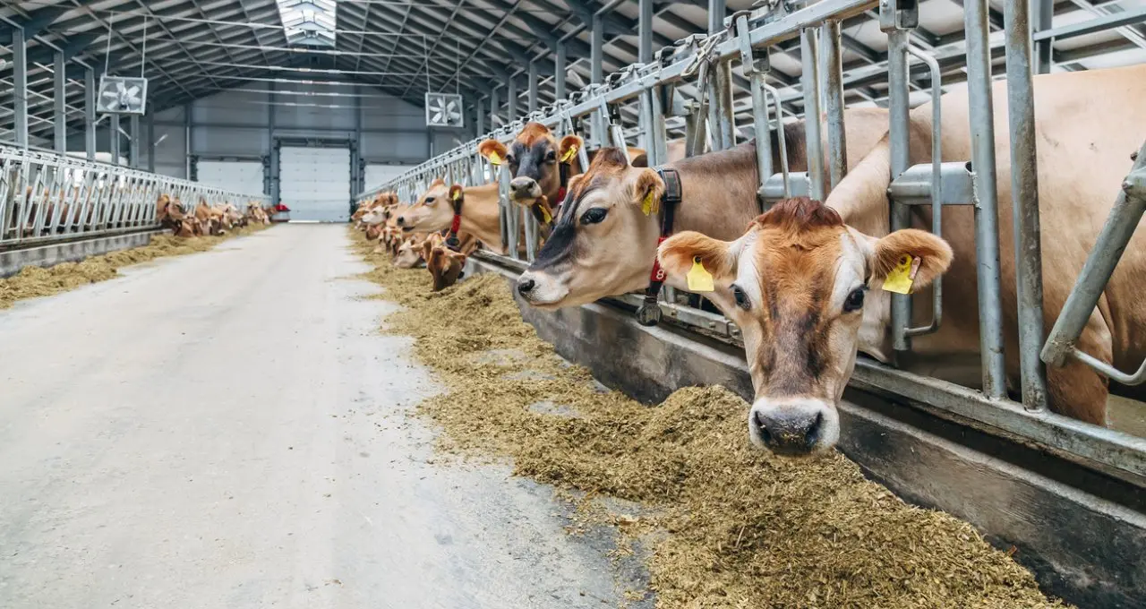 cuanto contamina la produccion de carne - Cuánto contamina la industria ganadera