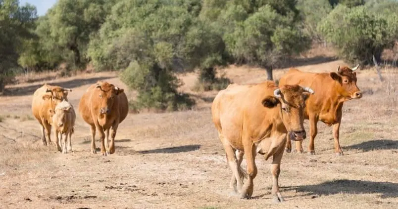 precio de una vaca de carne - Cuánto cuesta una vaca de engorde