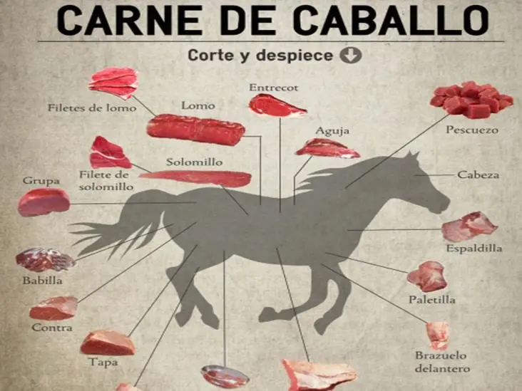 Cuánto pagan por un caballo para carne - Cuánto dinero se necesita para mantener un caballo cuanto pagan por un caballo para carne - Cuánto dinero se necesita para mantener un caballo