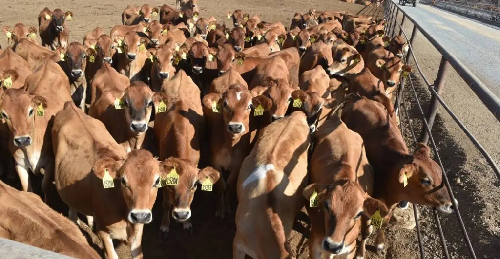 precio vacas de carne - Cuánto pesa una canal de ternera