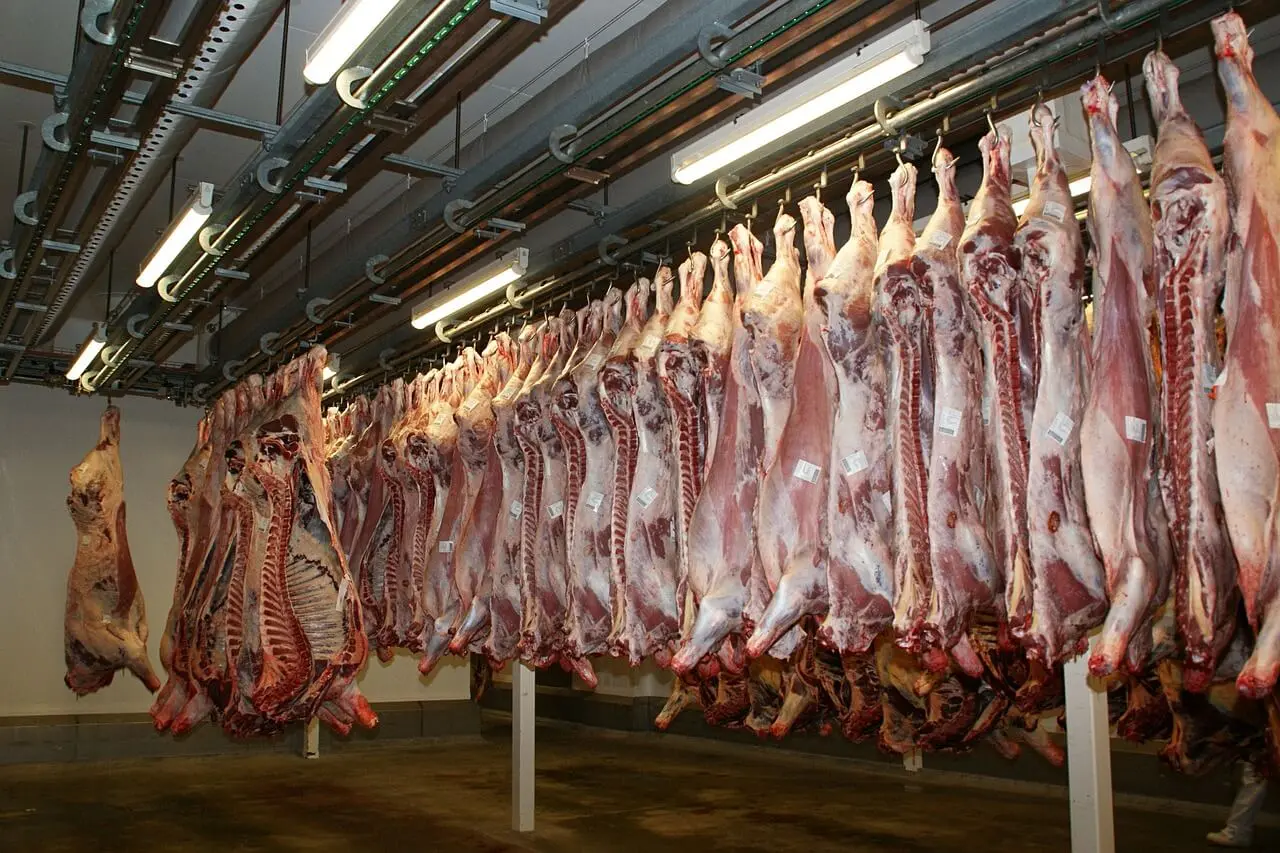 cuanta carne da una vaca - Cuánto pesa una vaca solo la carne