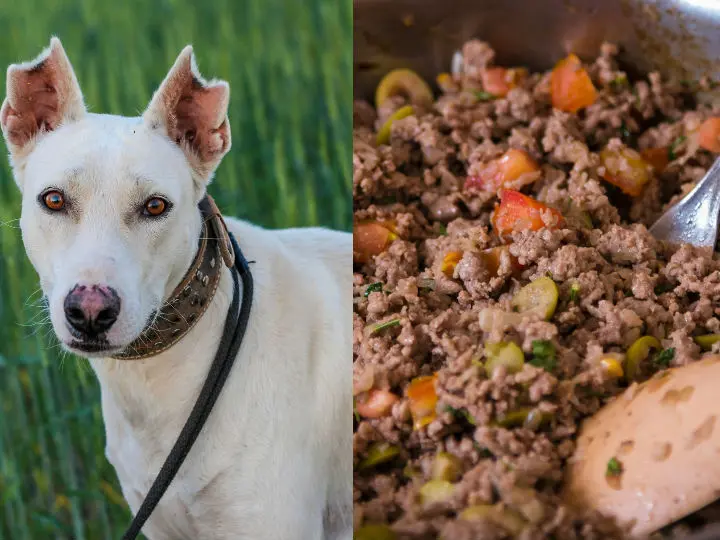 Cocinar carne para perro - Cuánto tiempo cocinar carne para perro cocinar carne para perro - Cuánto tiempo cocinar carne para perro