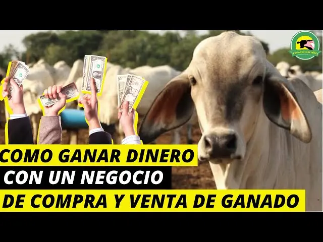compra de vacas de carne - Cuánto tiempo puede vivir una vaca