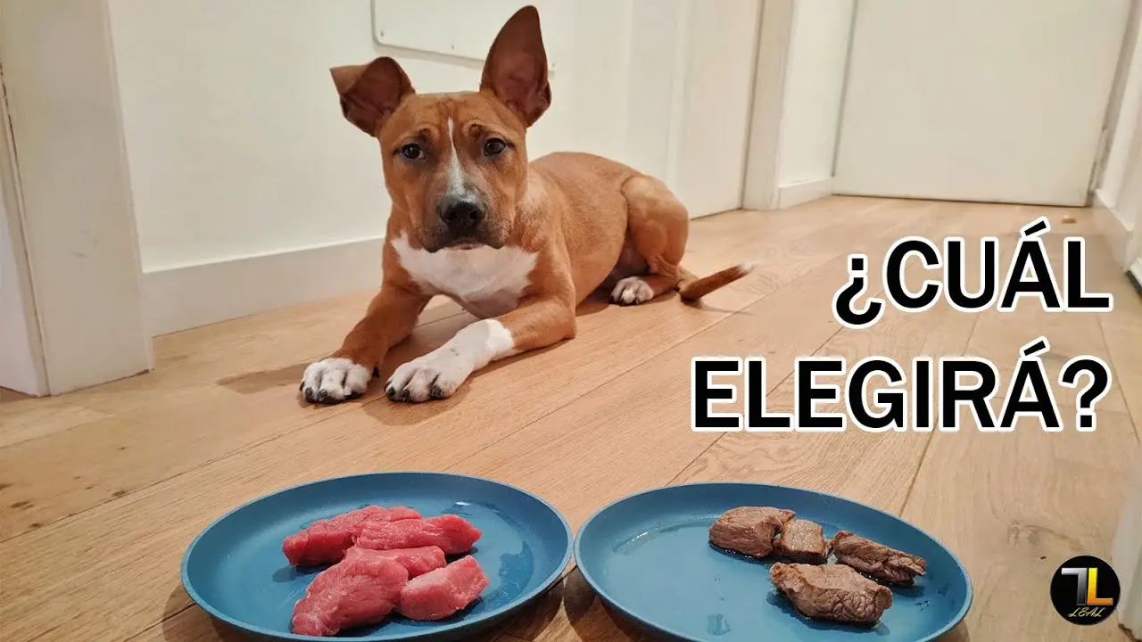 carne hervida para perros - Cuánto tiempo se cocina la carne para un perro
