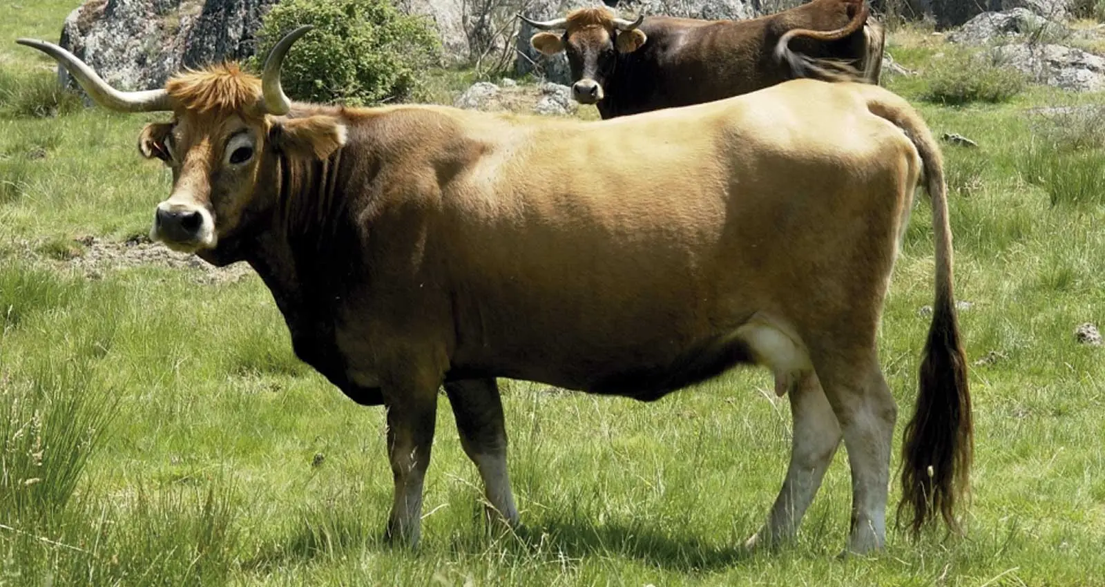 cuanto vale una vaca de carne en españa - Cuánto vale un ternero de 6 meses