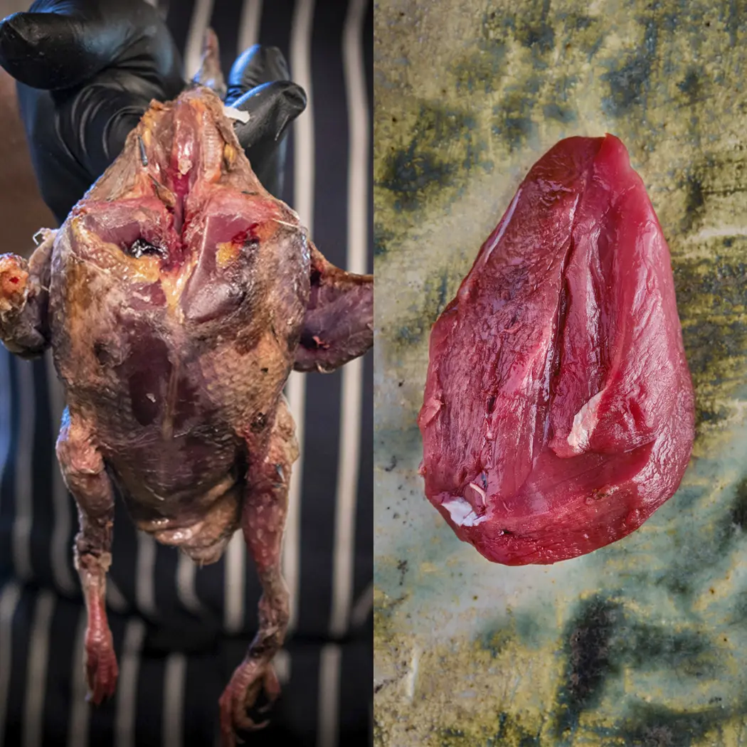carne de paloma torcaz - Cuánto vale una paloma torcaz