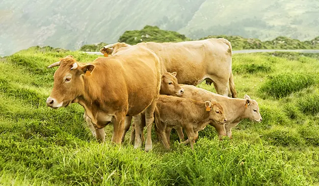 ganado vacuno de carne españa - Dónde hay más ganado vacuno en España