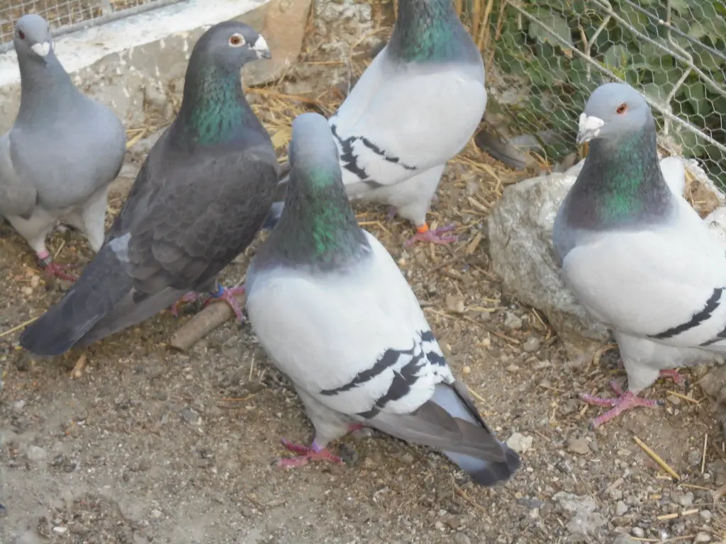palomas de carne - Qué beneficios nos dan las palomas
