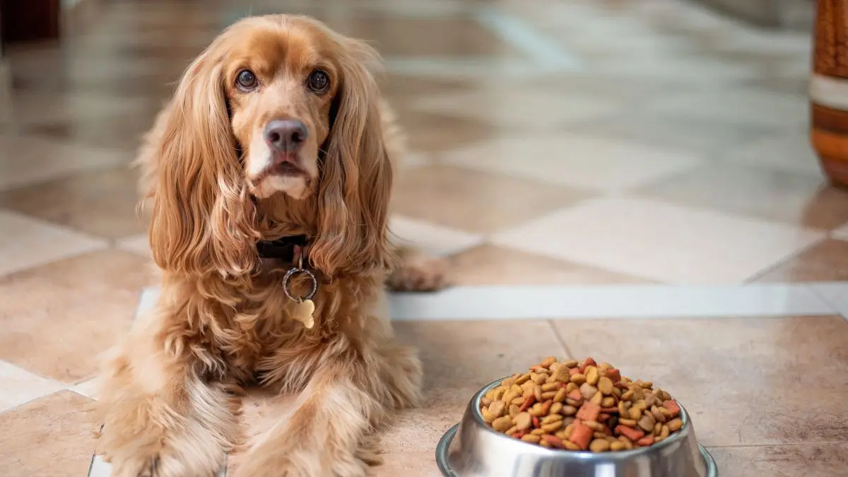 cantidad de carne cruda para perros - Qué cantidad de comida casera se le da a un perro