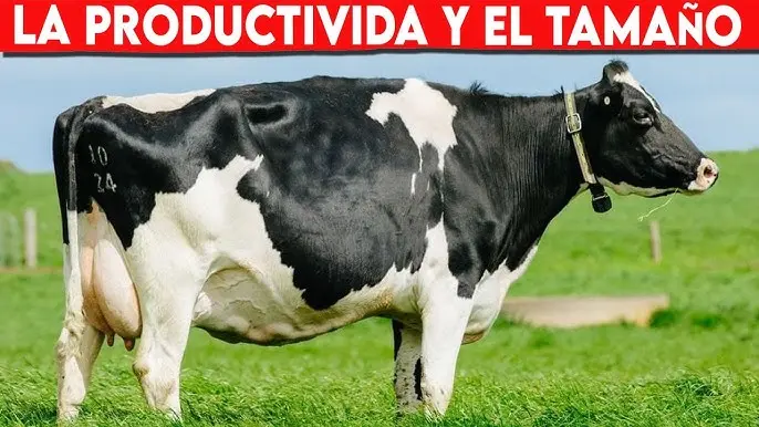 diferencia entre vaca lechera y de carne - Qué características tiene una vaca lechera