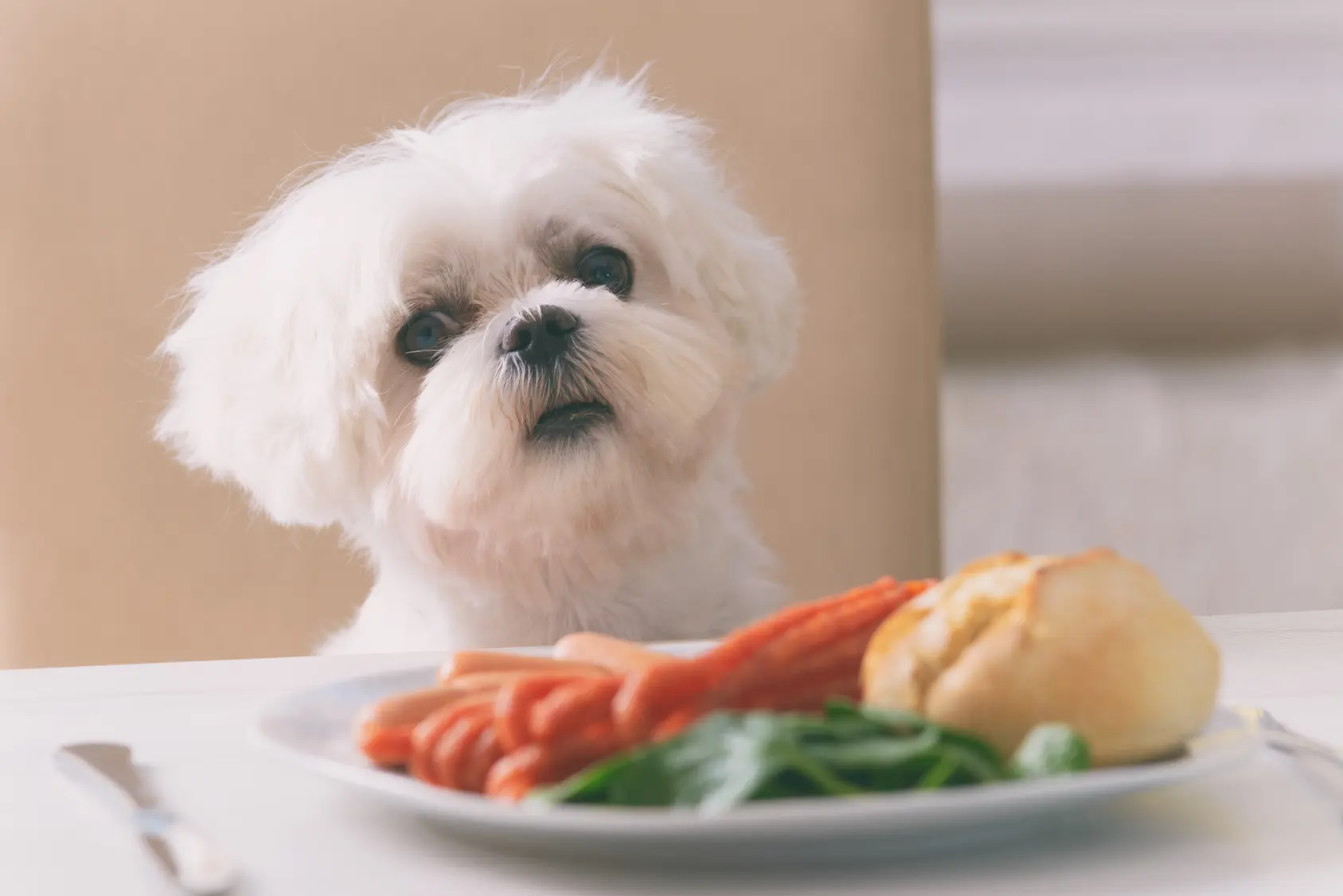 Carne para perros: ¿Cuál es la mejor opción? - Qué carne no se le puede dar a un perro carne para perros - Qué carne no se le puede dar a un perro