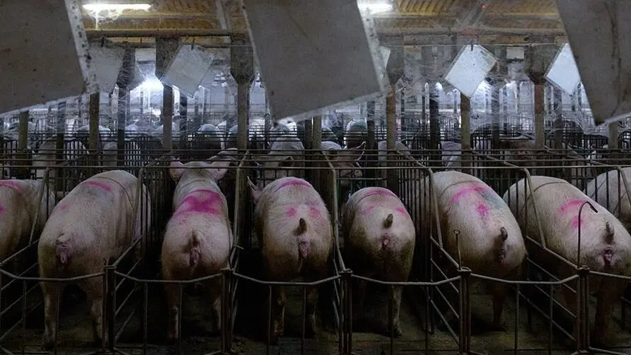 Carnicería de la ganadería intensiva: ¿Qué debes saber? - Qué comen los animales en la ganaderia intensiva carniceria de la ganaderia intensiva - Qué comen los animales en la ganaderia intensiva