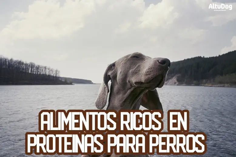 cuanta proteina tiene la carne de perro - Qué comida de perro tiene más proteínas