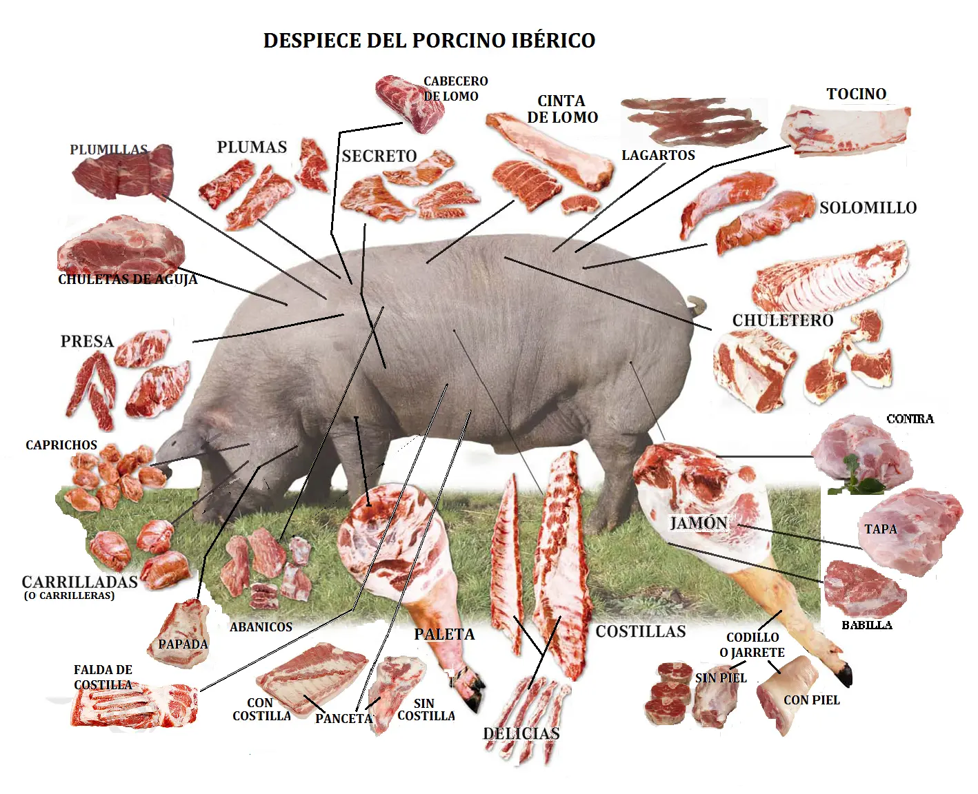 cortes de carne de cerdo en españa - Qué cortes de cerdo hay