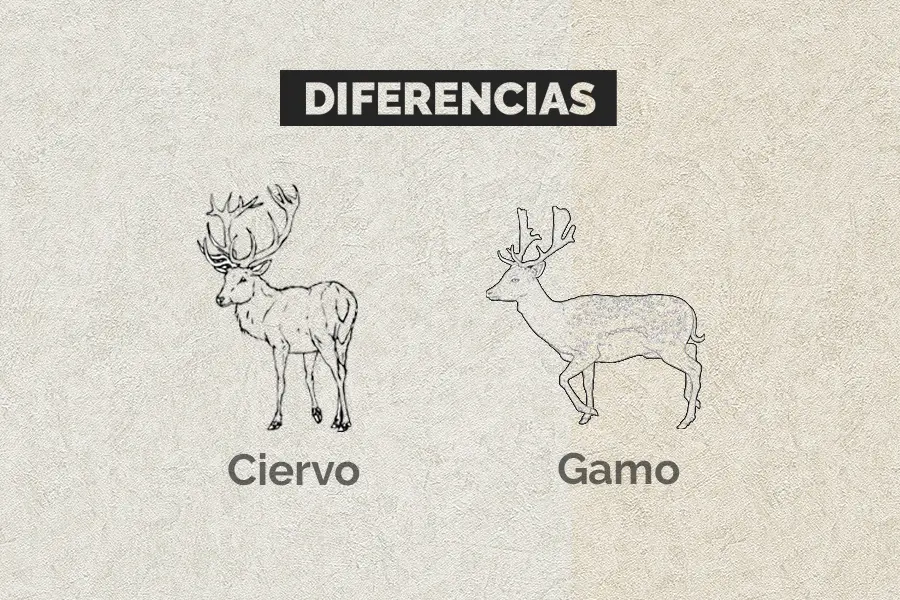 carne de gamo - Qué diferencia hay entre un ciervo y un gamo