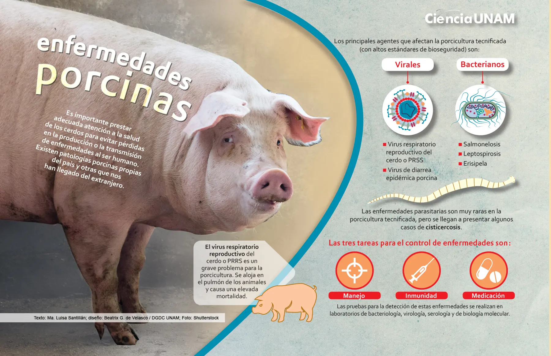 enfermedad que produce la carne de cerdo - Qué enfermedades pueden transmitir los cerdos a los humanos