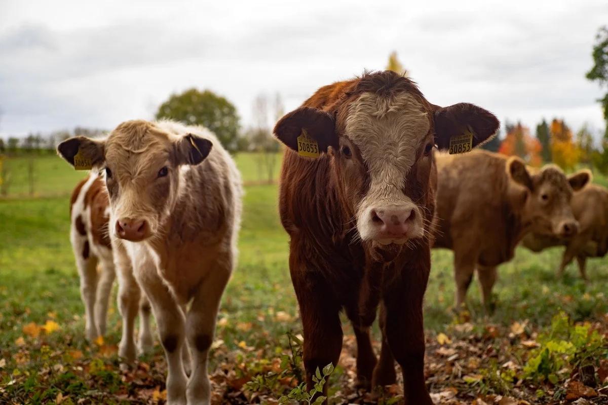 ayudas al vacuno de carne - Qué es la vaca nodriza