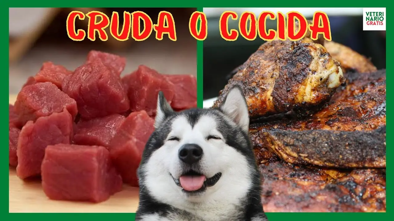 carne cruda o cocida para perros - Qué es mejor darle a un perro pollo crudo o cocido
