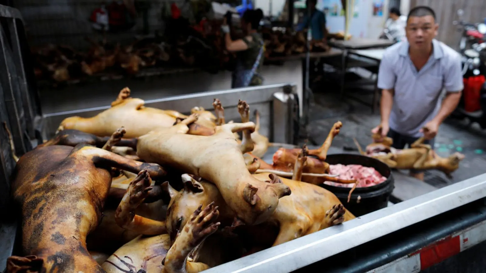 festival de carne de perro de yulin - Qué es un matadero de perros
