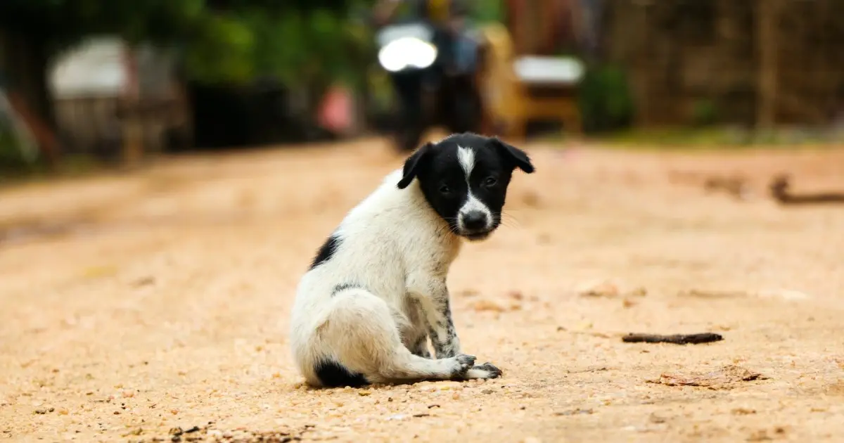 Festival de Carne de Perro en Yulin, China: Una tradición polémica y cruel - Qué país tiene un Festival anual para los perros festival carne de perro - Qué país tiene un Festival anual para los perros