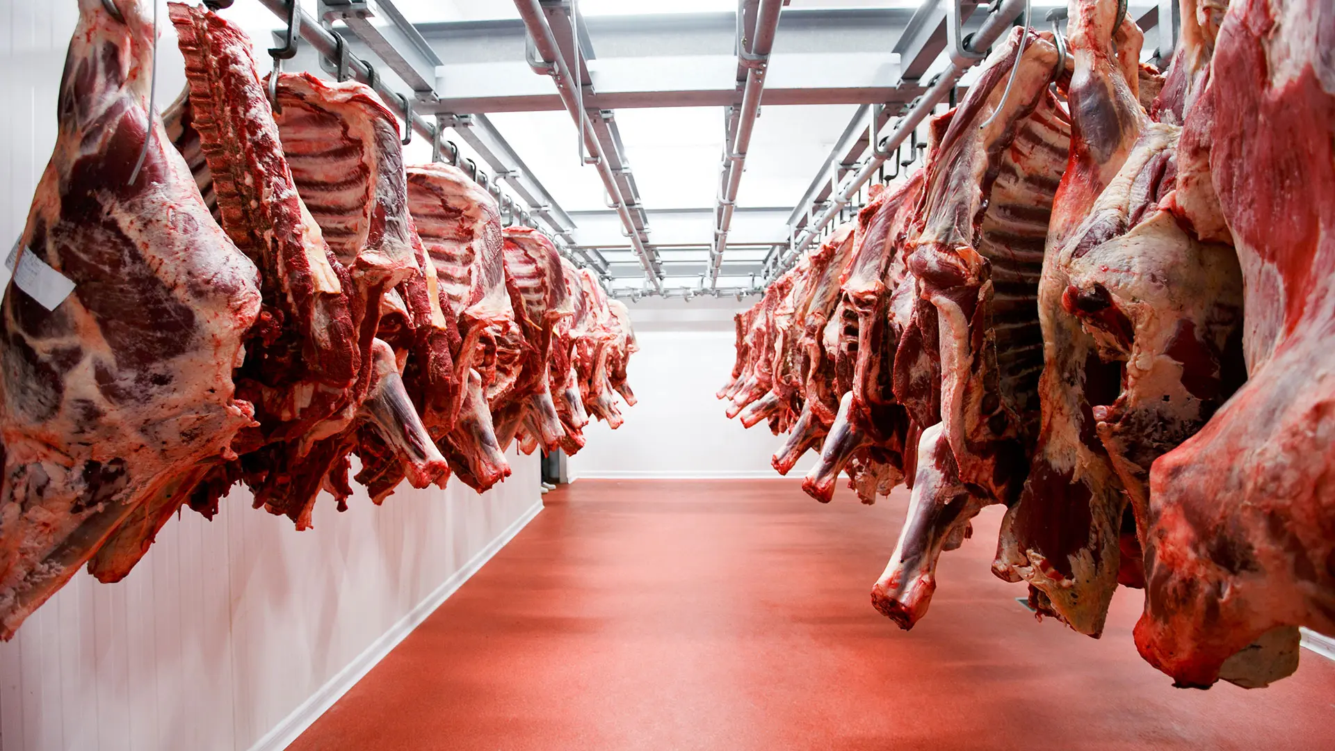 carne argentina exportacion - Qué pasó con la exportación de carne en Argentina