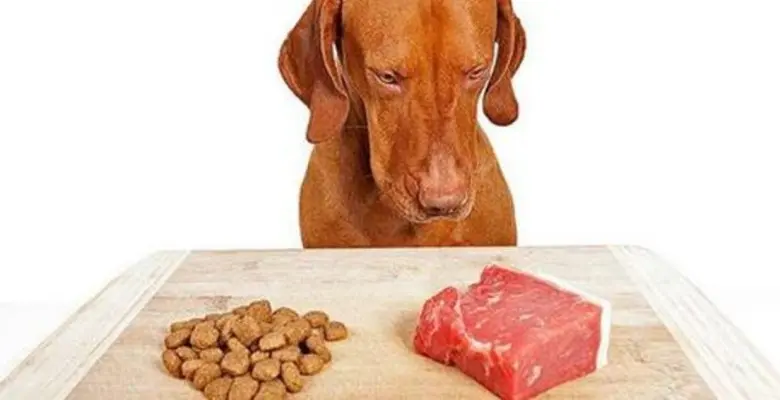 La mejor carne para perros: una elección saludable para tu mascota - Que pedir en la carnicería para mi perro mejor carne para perros - Que pedir en la carnicería para mi perro