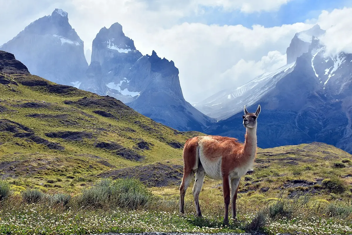 carne de guanaco - Qué puede hacer el guanaco