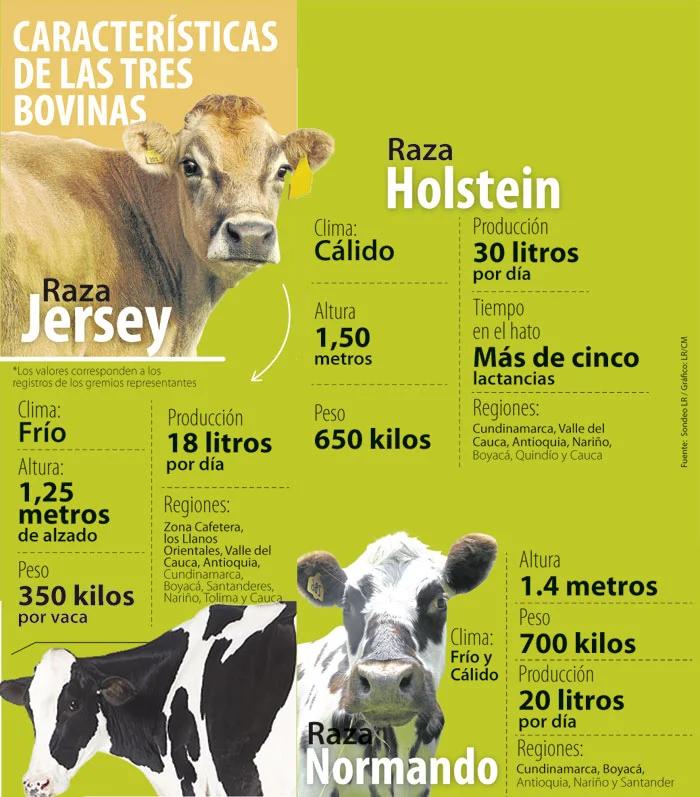 diferencia entre vaca lechera y de carne - Qué raza es la vaca lechera