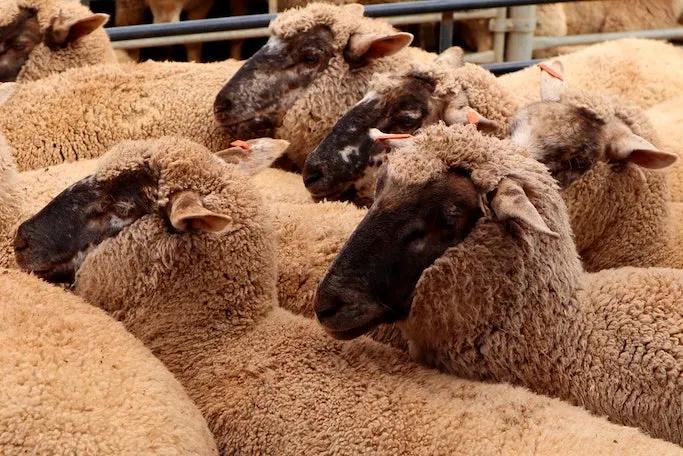 Raza de ovejas de carne - Qué razas de ovejas hay en España raza de ovejas de carne - Qué razas de ovejas hay en España
