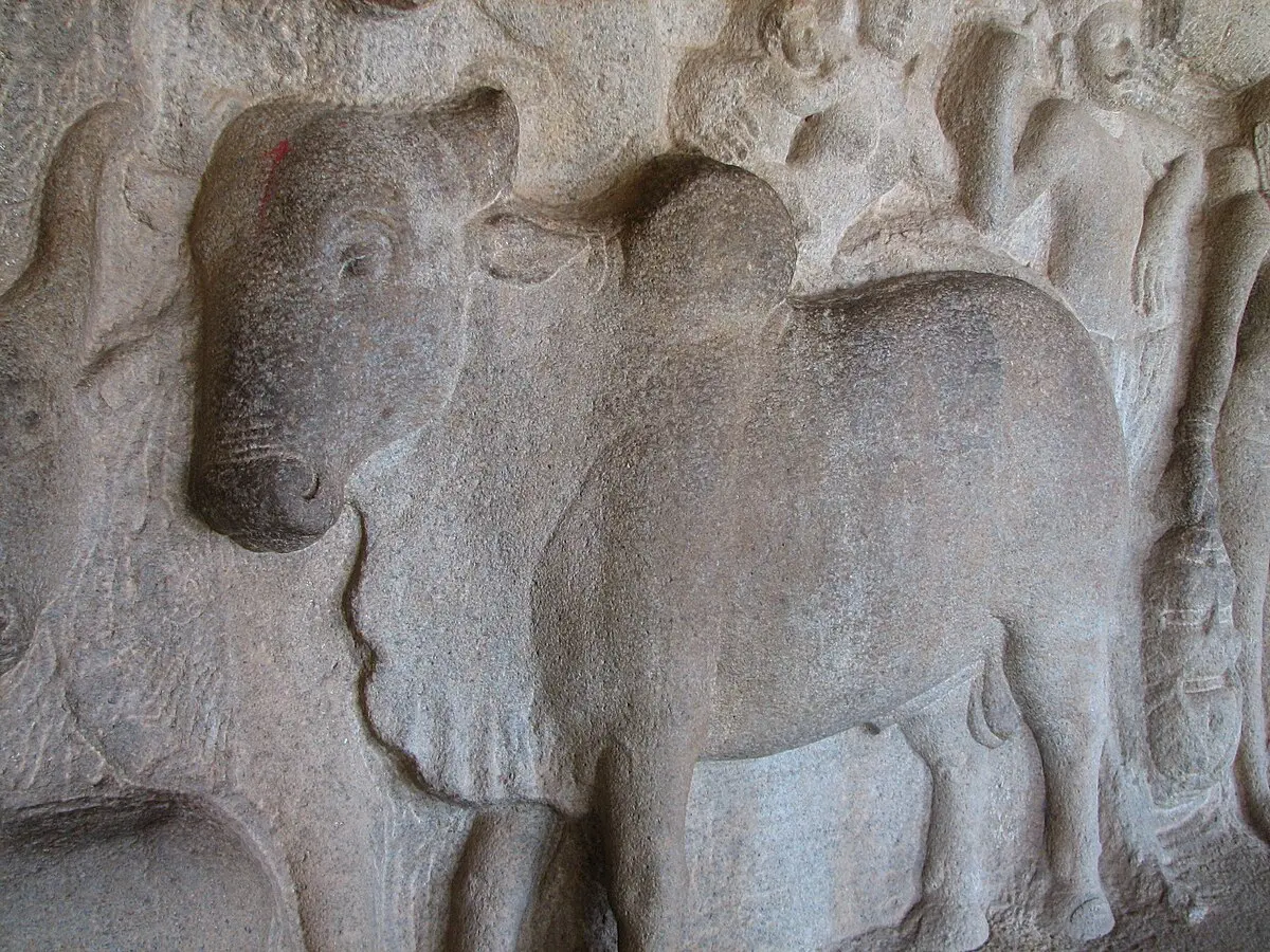 En la India comen carne de vaca: desmintiendo el mito del vegetarianismo - Qué religión no puede comer carne de vaca en la india comen carne de vaca - Qué religión no puede comer carne de vaca