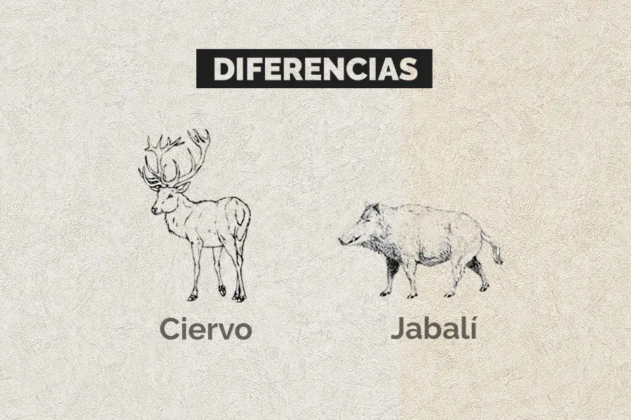 carne de ciervo - Qué sabor tiene el siervo